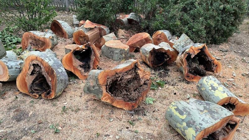 A beavatkozás Balatonbogláron elkerülhetetlennek bizonyult, és még a tiszafa sorsa sem alakult kedvezően.