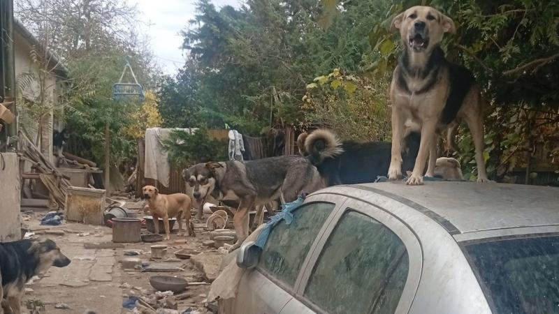 Félelmetes körülmények közül hozták el a kutyákat a Fema Állatmentők – a képek megdöbbentőek!