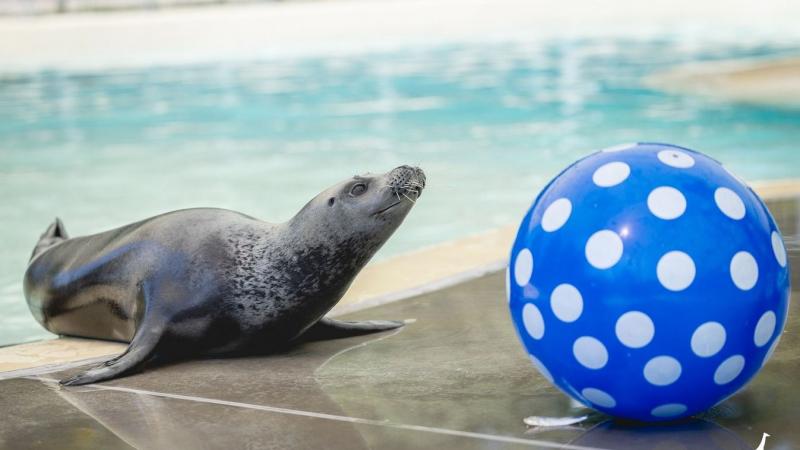 Fókashow a Veszprémi Állatkertben – Élmények és szórakozás a vízparton (+ videó)

A Veszprémi Állatkert egy igazán különleges programmal várja a látogatókat: a fókashow-val, ahol a vízi emlősök lenyűgöző trükkjeit csodálhatjuk meg. A bemutató során a fóká