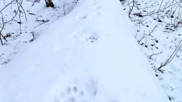 Egy varázslatos napon, amikor a hópelyhek táncolva hullottak alá, számos izgalmas nyomot fedeztem fel.