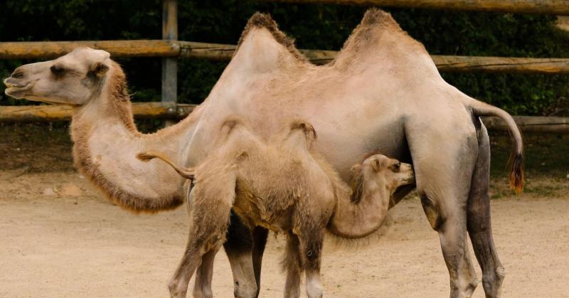 Ez lehet a jövő üzlete? Már Csádban is jelen vagyunk!