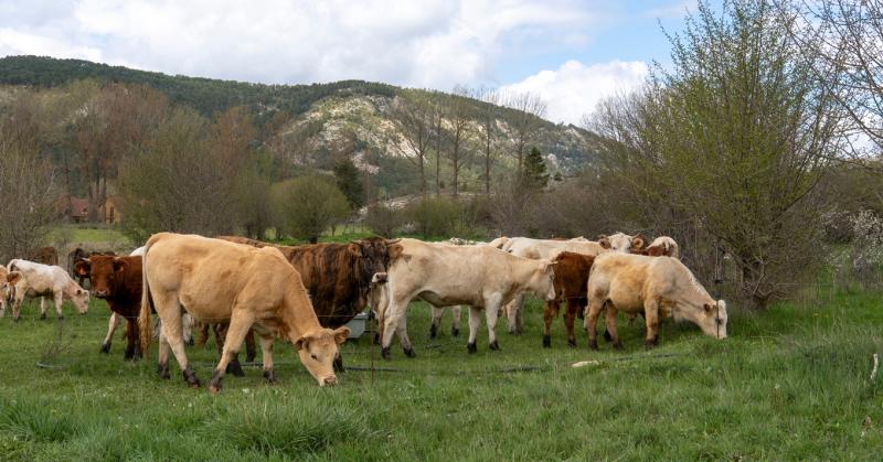 Egy újabb európai államban ütötte fel a fejét a bőrcsomósodáskór.
