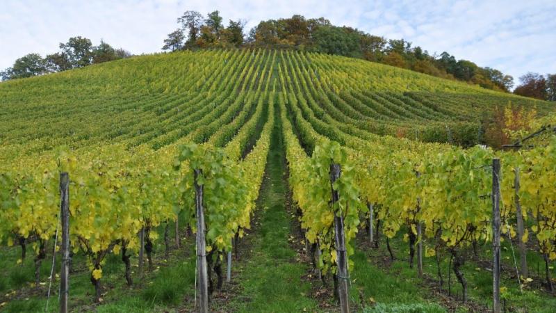 Már Pannonhalmát is elérte a szőlőgyilkos betegség | Sokszínű vidék

A hírek szerint a szőlőgyilkos kór terjedése már a festői Pannonhalmát is sújtja, ahol a híres borvidék szőlőültetvényei veszélybe kerültek. A helyi gazdák aggodalommal figyelik a helyze