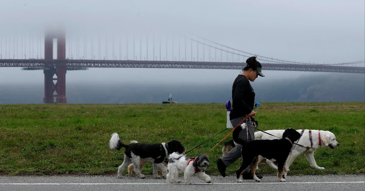 San Francisco kutyái igazán különlegesek, és nem lehet őket könnyen megzabolázni. Szabadságvágyuk és kalandkedvük miatt gyakran meglepő, sőt, néha kicsit illetlen viselkedéssel rukkolnak elő.